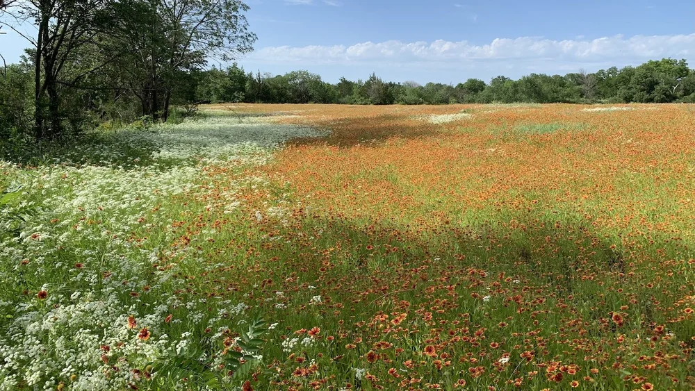  Broadcast Hill meadow packed with  Indian Blanket  and  Prairie Bishop  in an untrammeled state. 