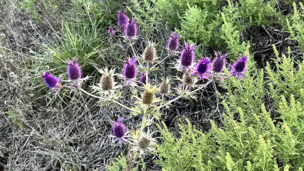   Eryngo  ( Eryngium leavenworthii ) 