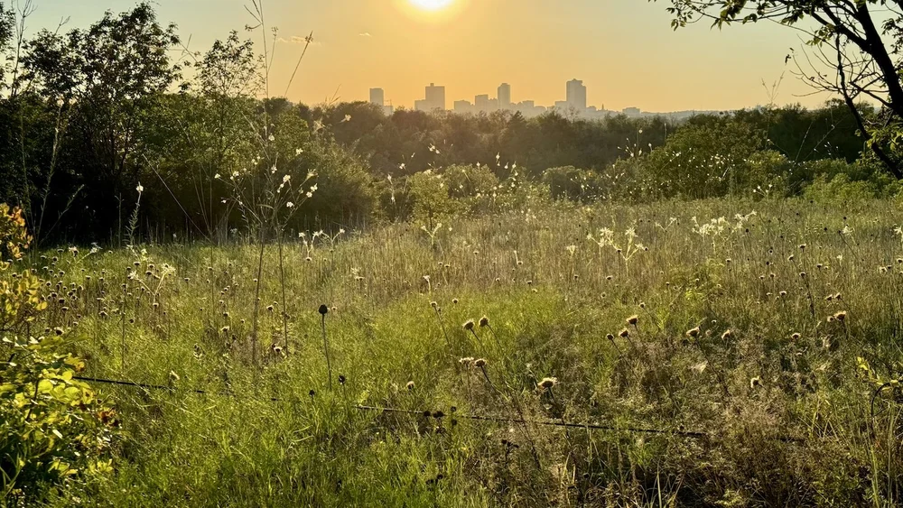  Summer is giving way to fall at Tandy Hills.  False Gaura &nbsp;and&nbsp; Snow-On-the-Prairie  are blooming amidst the dried  Basketflowers  and&nbsp; Prairie&nbsp;Broomweed . 