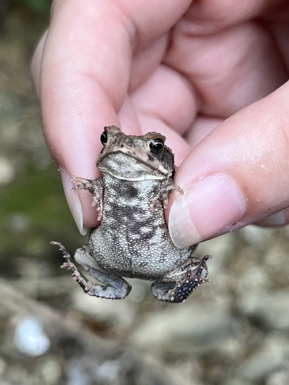   Gulf Coast Toad  (Incilius nebulifer). Photo by intern,  Paige Priddy . 