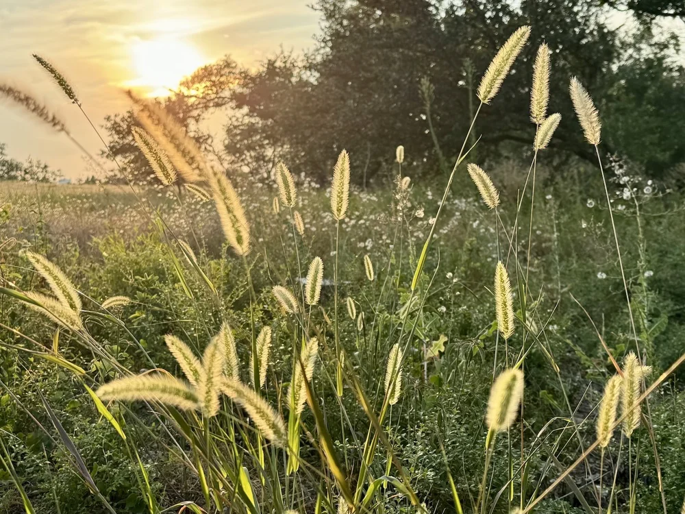   Knotroot Bristlegrass  ( Setaria parviflora ) 