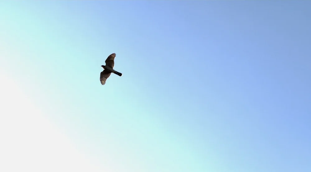  A  Cooper’s Hawk  soaring against a strong south wind above  Liatris Land  on July 30th. 