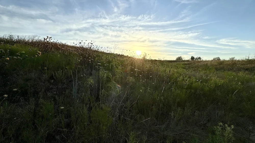  An inviting sunset view on a hot evening hike in late August.  Basketflowers &nbsp;are fading and  Maximilian Sunflowers  about to bloom. 