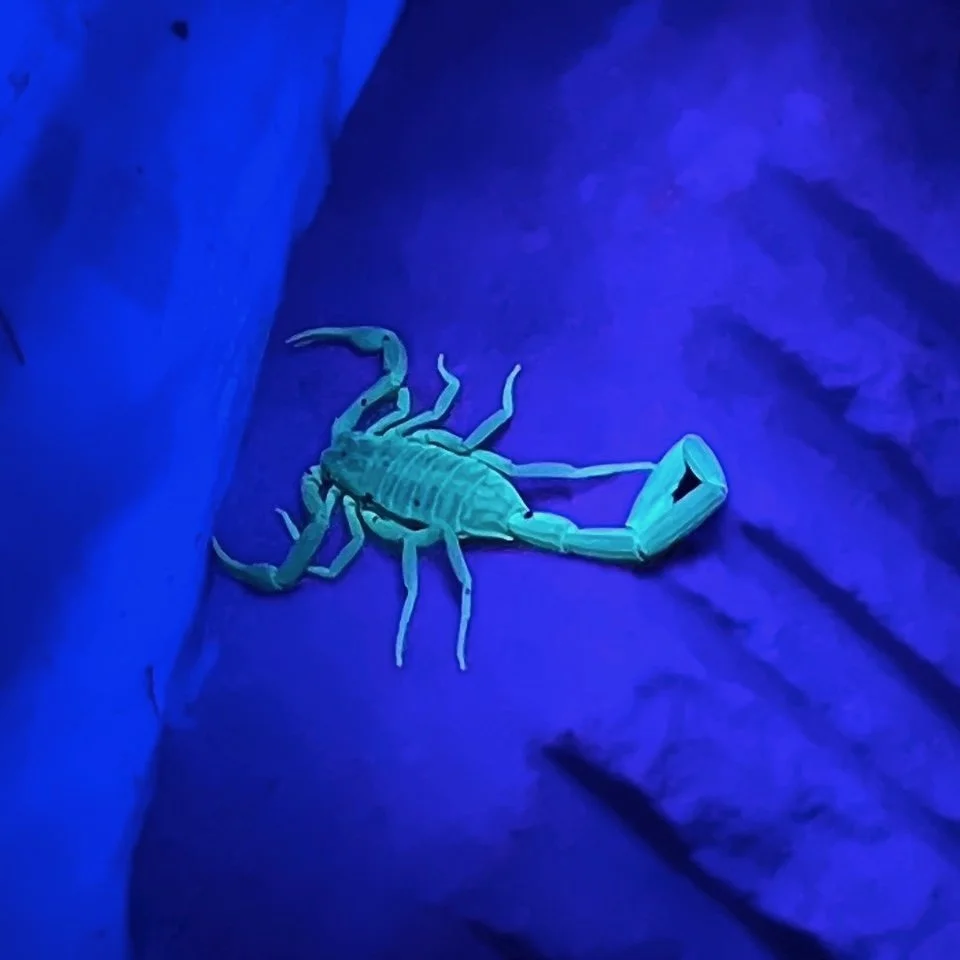   Striped Bark Scorpion  ( Centruroides vittatus)  observed during the Mothing event on August 10th.  