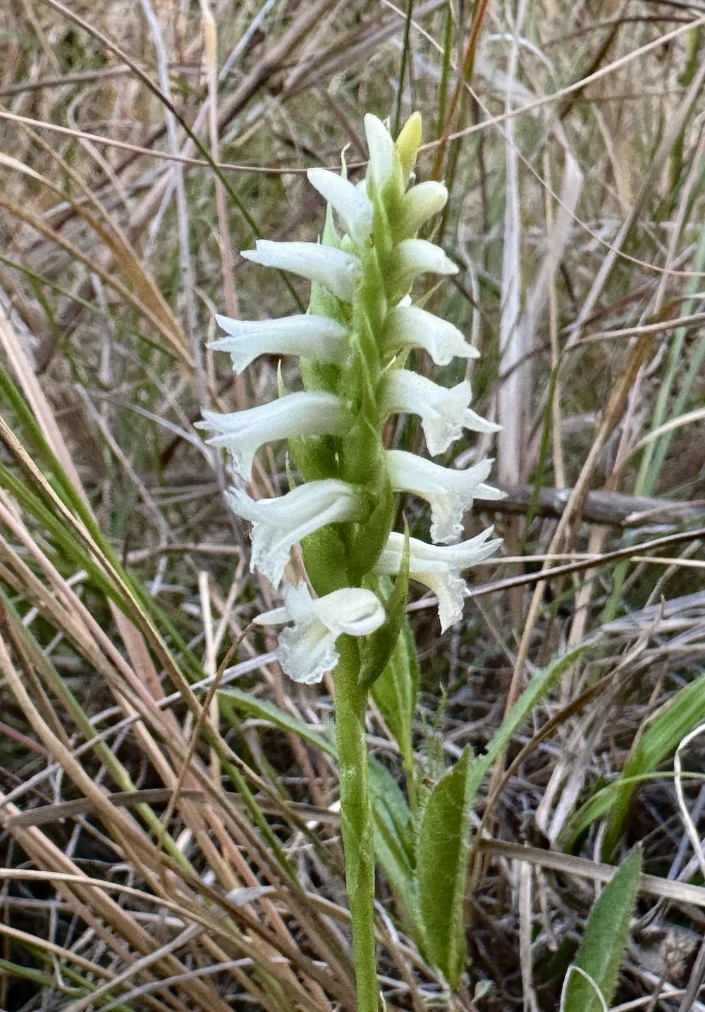   Great Plains Ladies Tresses Orchid  ( Spirathes magnicamporum ) 