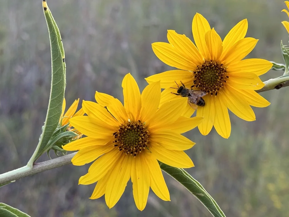   Maximilian Sunflower  ( Helianthus maximiliani ) 