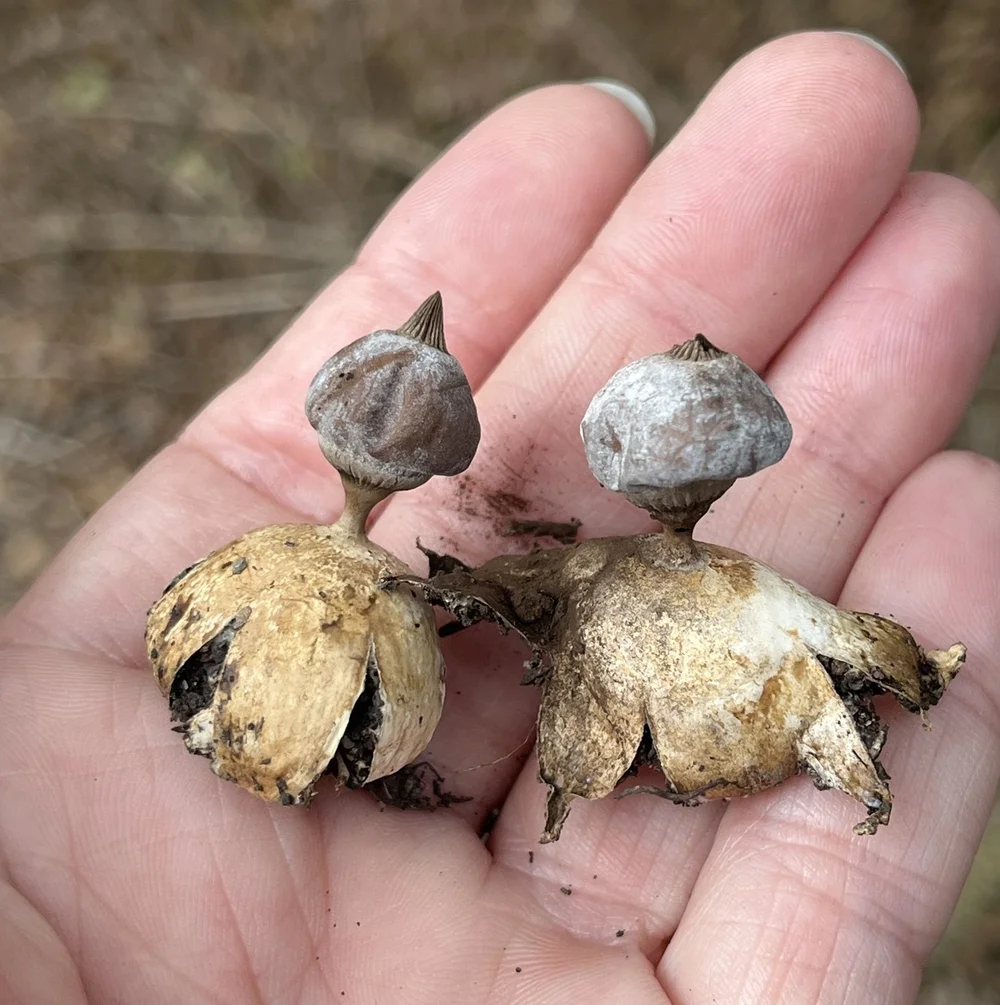  Beaked Earthstar  ( Geastrum pectinatum ) Photo by, pynklynk. 
