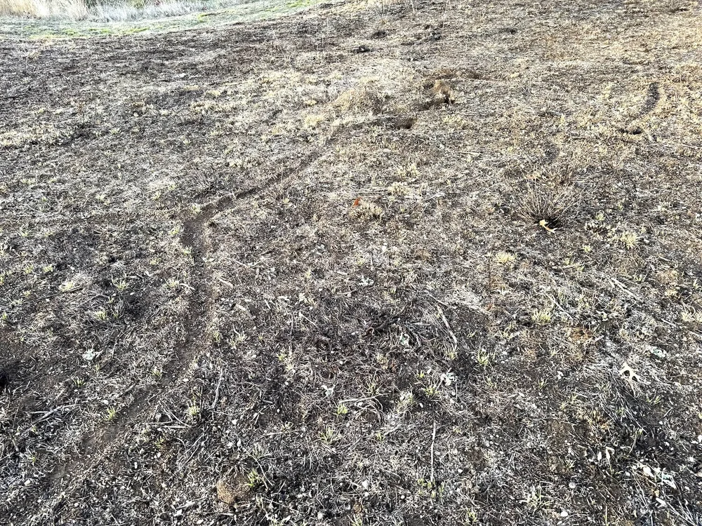  Field rat holes and trails crisscross the burned meadows. 