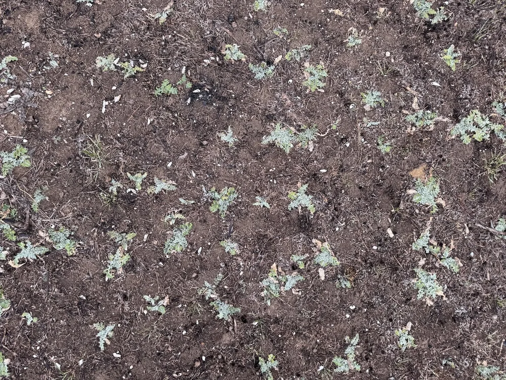   Wavyleaf Thistle  ( Cirsium undulatum ) seemed to be unaffected by the fire and is back in large numbers. 