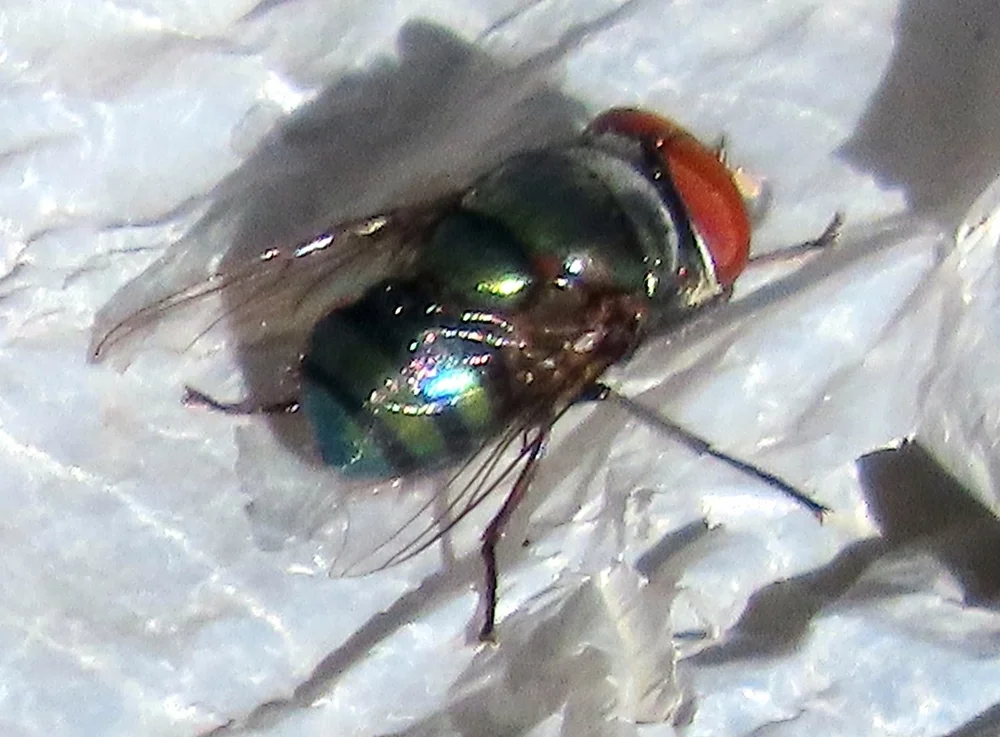   Oriental Latrine Fly  ( Chrysomya megacephala ). Photo by, jansan4661 