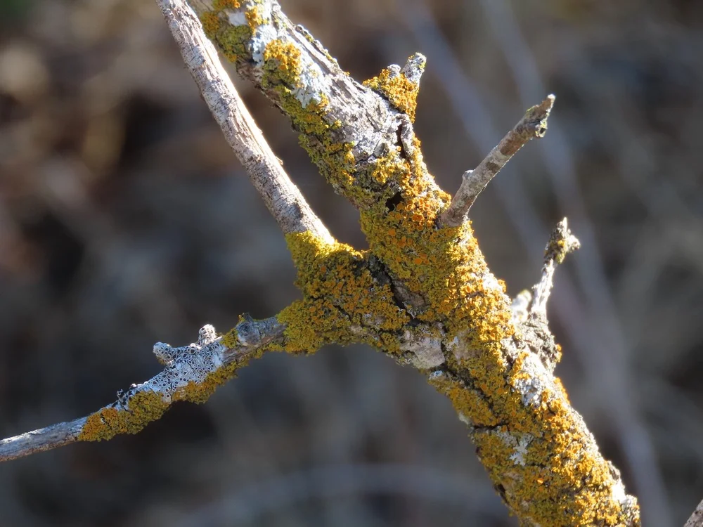   Pacific Candleflame Lichen  ( Candelaria pacifica ). Photo by, jansan4661 