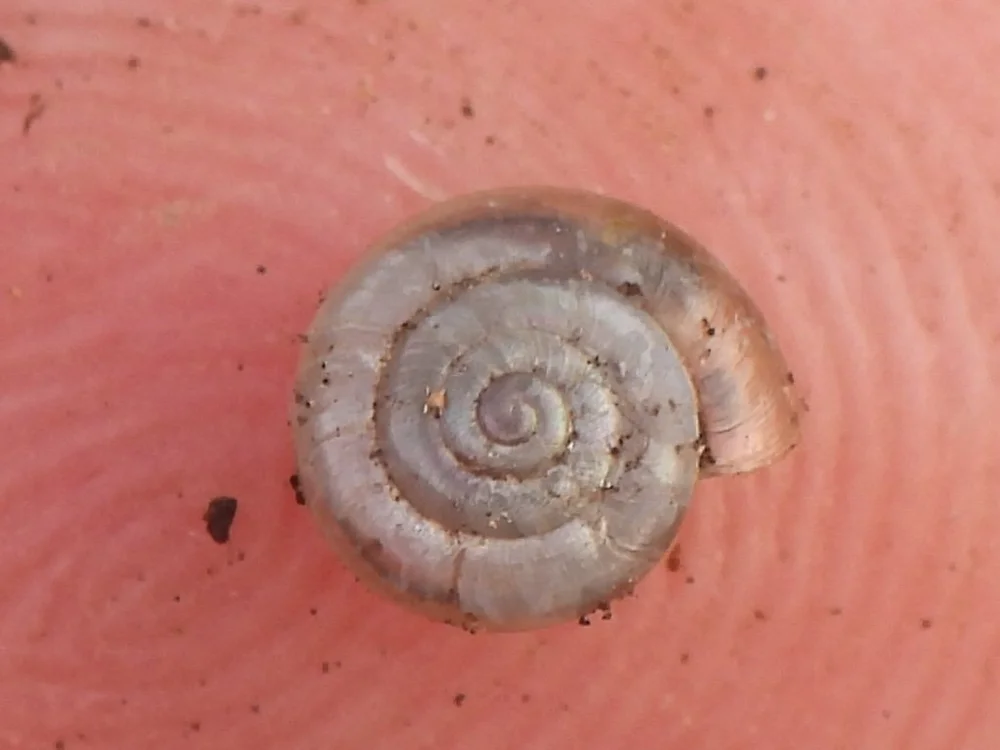   Quick Gloss Snail  ( Zonitoides arboreus ). Photo by, Sam Kieschnick 