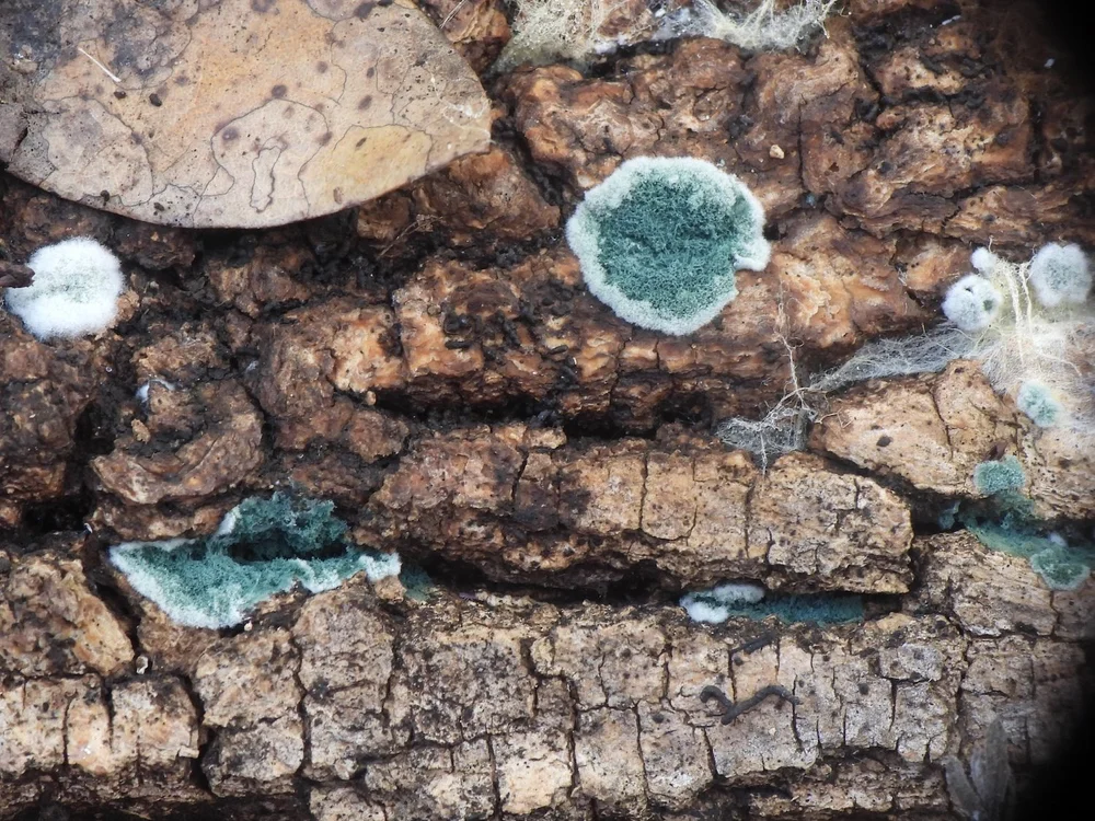   Trichoderma viride fungi . Photo by, Sam Kieschnick 