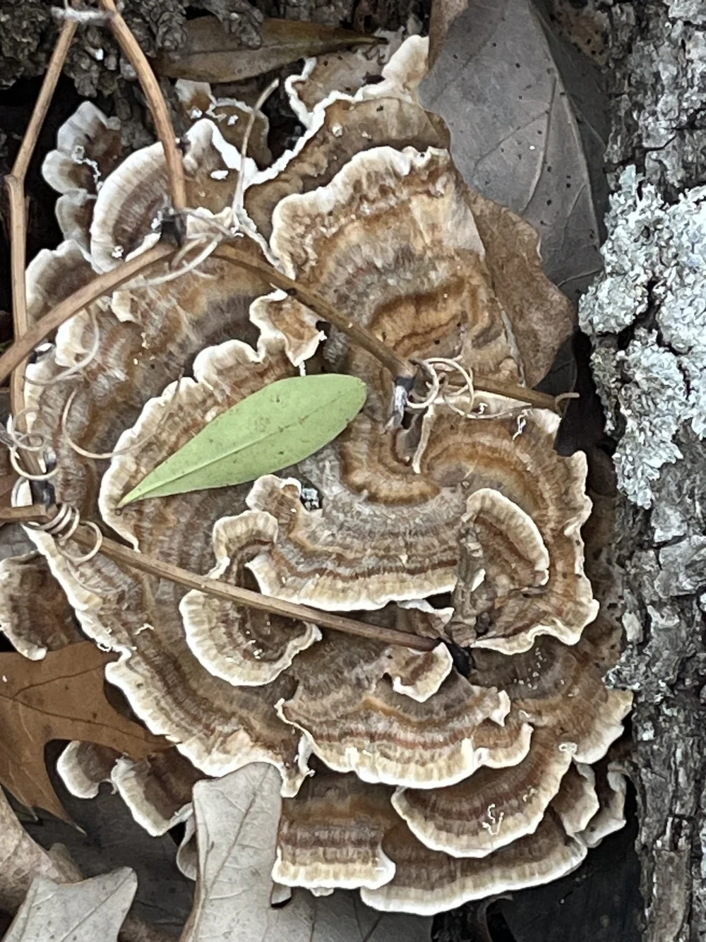   Turkey Tail Mushroom  ( Trametes versicolor ). Photo by, pynklynx 