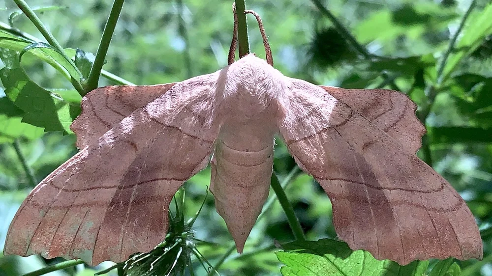   Walnut Sphinx Moth  ( Amorpha juglandis ). Photo by, Don Young 
