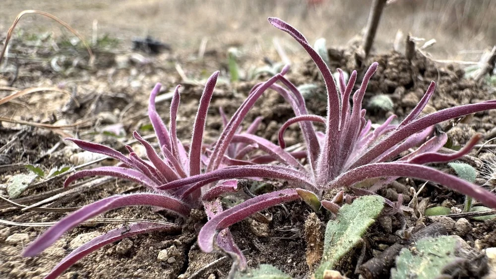   Purple Paintbrush  ( Castellija purpurea ) 