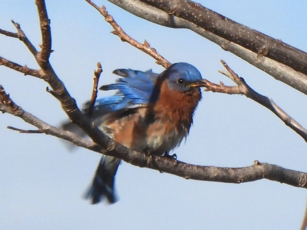   Eastern Bluebird  ( Sialia sialis ). Photo by Sam Kieschnick 