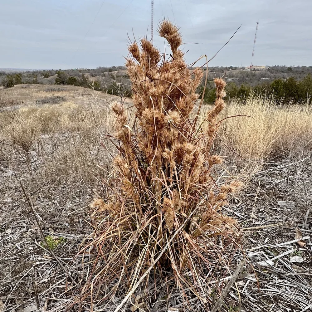   Maritime Bluestem  (Andropogon tenuispatheus) 