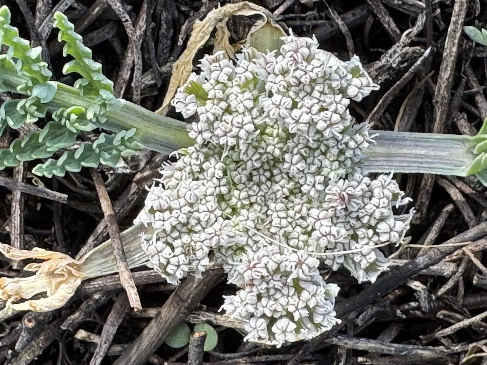   Bigroot Springparsley  ( Vesper macrorhizus)  