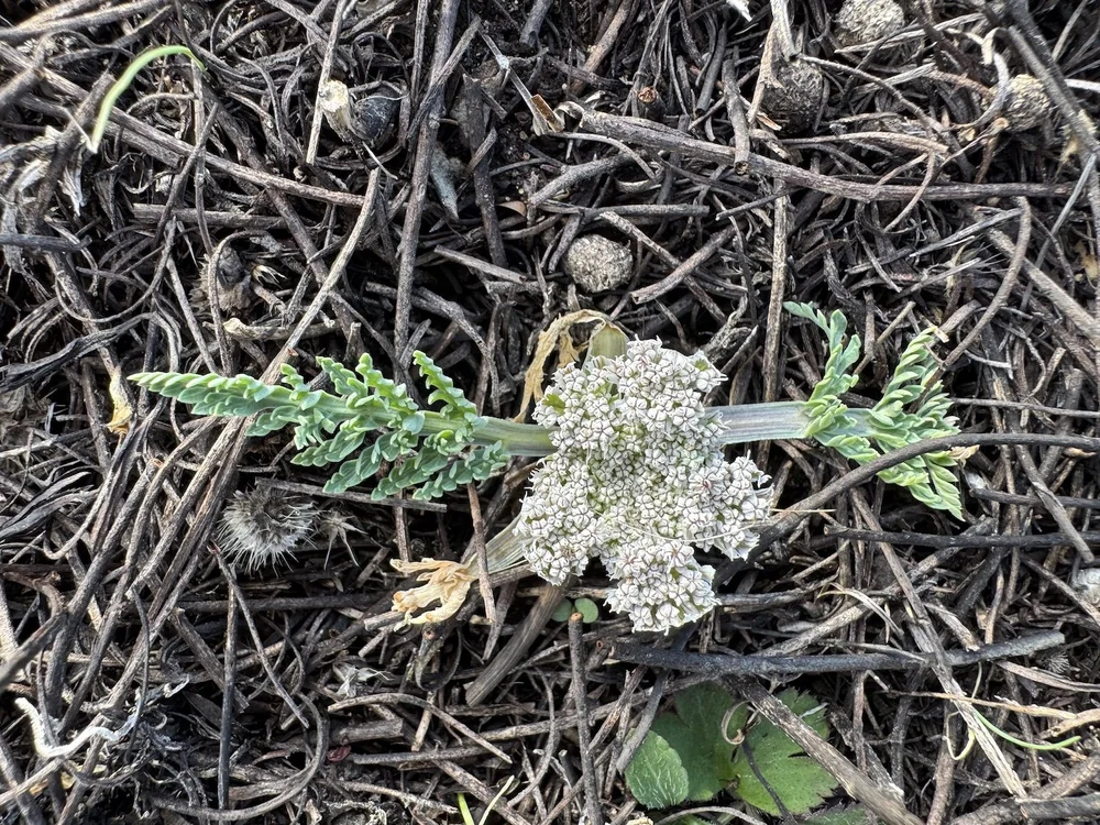   Bigroot Springparsley  ( Vesper macrorhizus)  