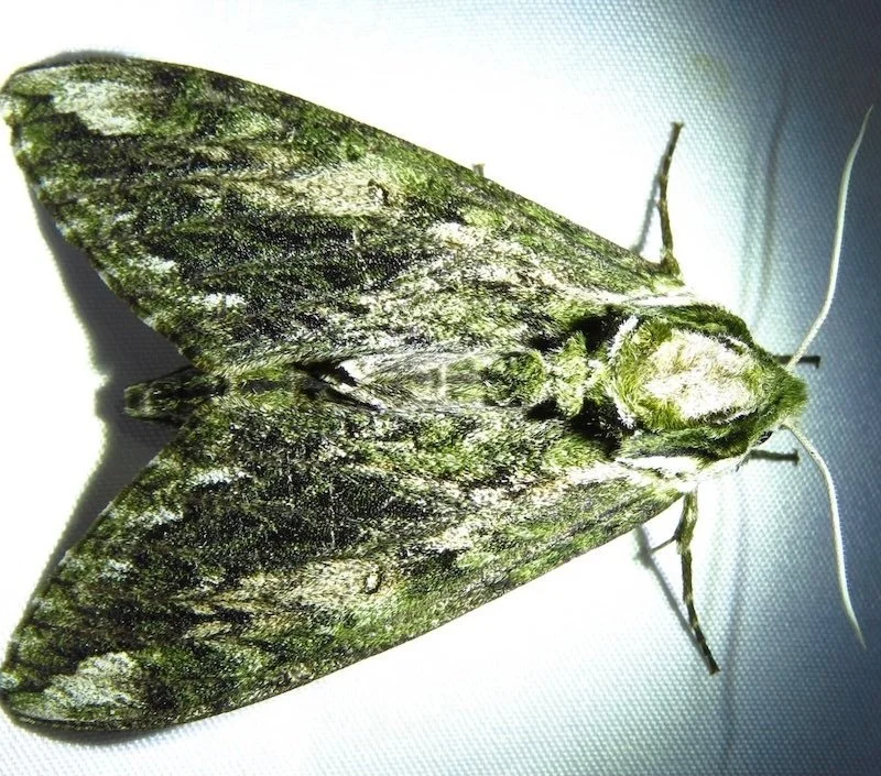  Hagen's Sphink Moth  ( Ceratomia hageni ). Photo by, Annika Lindqvist. 