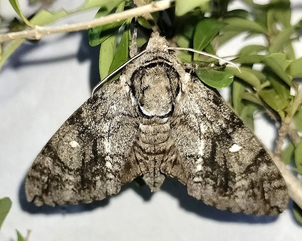   Waved Sphinx Moth  ( Ceratomia undulosa ). Photo by, Ty Allen 