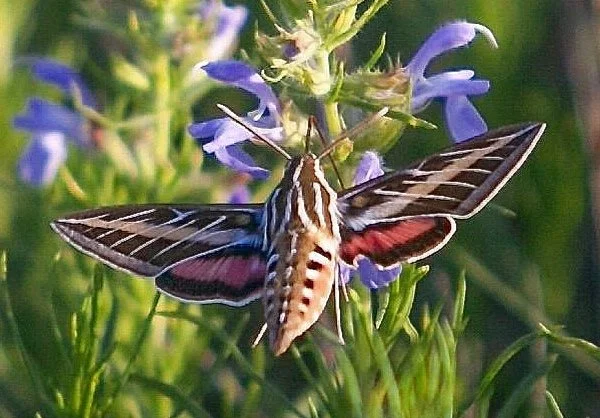   White-lined Sphinx Moth  ( Hyles lineata ). Photo by, Brent Franklin 