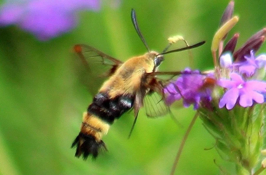   Snowberry Clearwing Moth  ( Hemaris diffinis ). Photo by, walkingstick2 