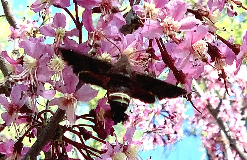   Nessus Sphinx Moth  ( Amphion floridensis ). Photo by, Don Young 