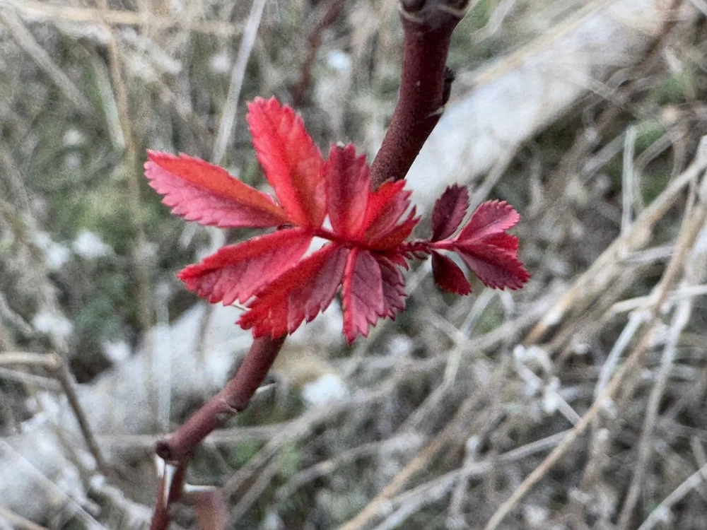  White Prairie Rose  ( Rosa foliolosa)  putting out its first leaves. 