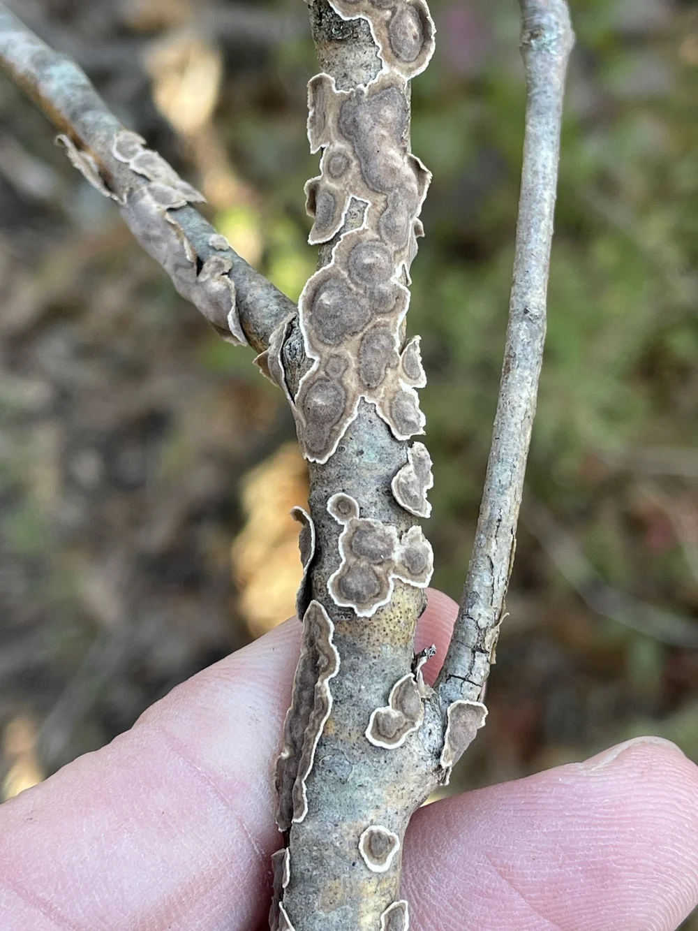   Giraffe Spots Fungus  ( Peniophora albobadia ). Photo by, Sam Kieschnick 