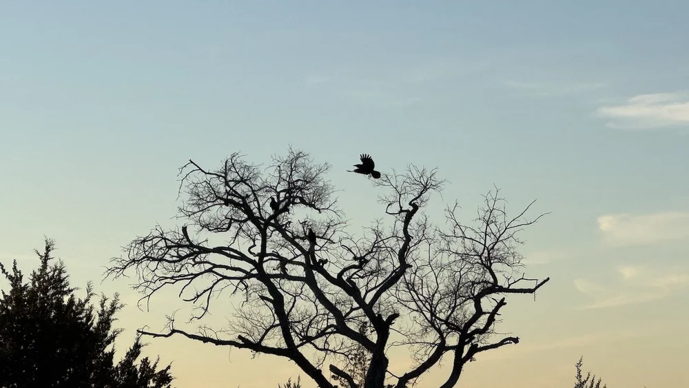  A trio of  American Crows  keeping me company on a mid-winter hike. 