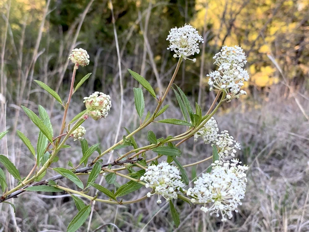   Inland Ceanothus  ( Ceanothus herbaceus),  AKA: New Jersey Tea 