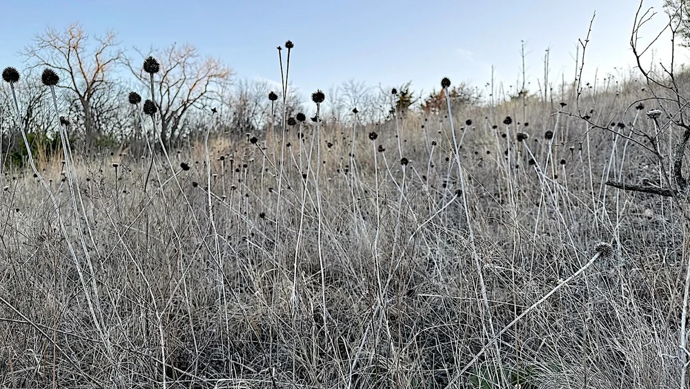   Narrow-leaved Purple Coneflower  ( Echinacea angustifolia ) in its winter state. 