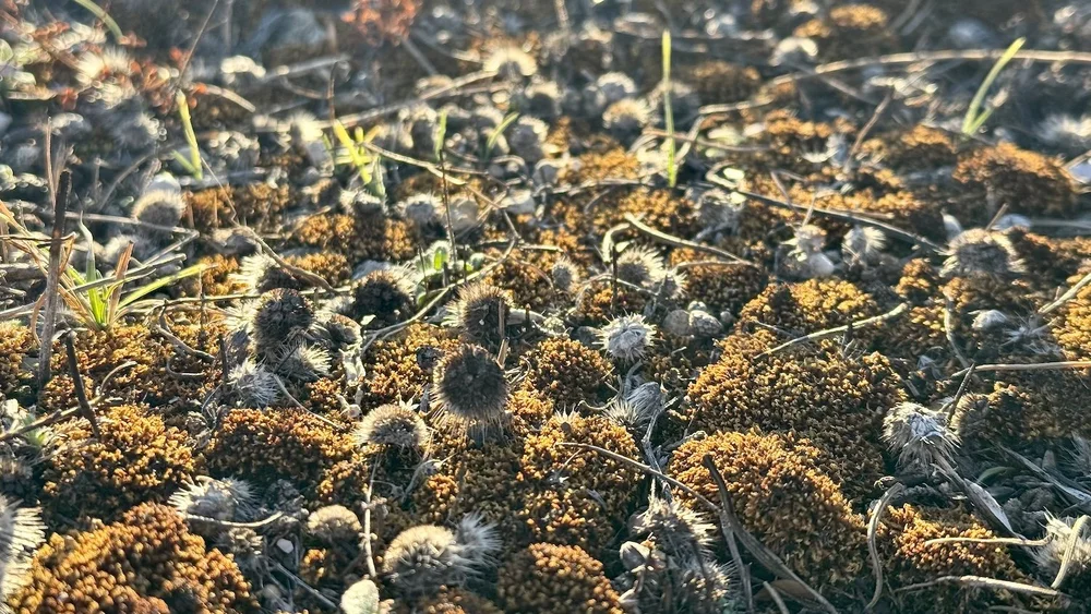  Unknown species of moss cover much of the burned Meadows. 