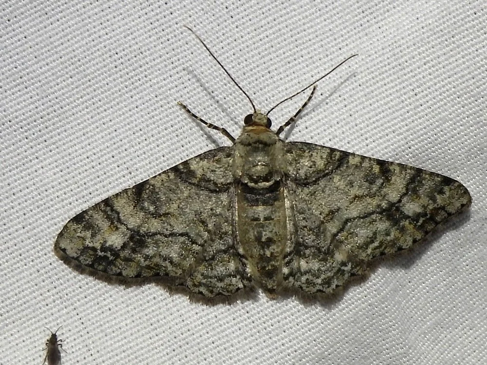   Double-lined Gray Moth  ( Cleora sublunaria ). Photo by  Sam Kieschnick  
