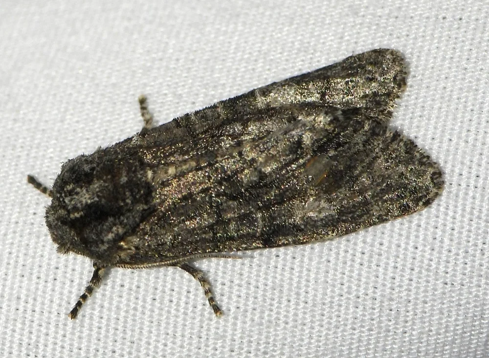   Grote's Sallow Moth  ( Copivaleria grotei ). Photo by,  Sam Kieschnick  