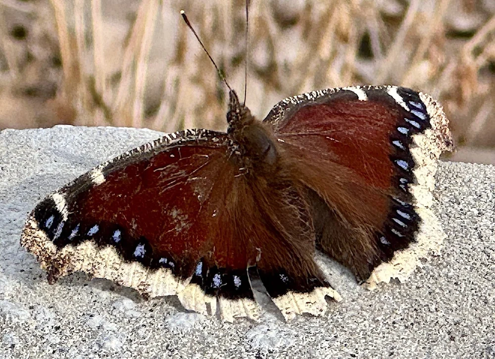   Mourning Cloak Butterfly  ( Nymphalis antiopa ). Photo by Don Young 