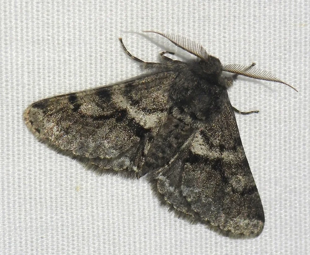   Woolly Gray Moth  ( Lycia ypsilon ). Photo by  Sam Kieschnick  