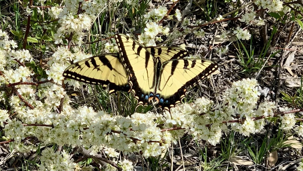  Creek Plum is a magnet for pollinators. 