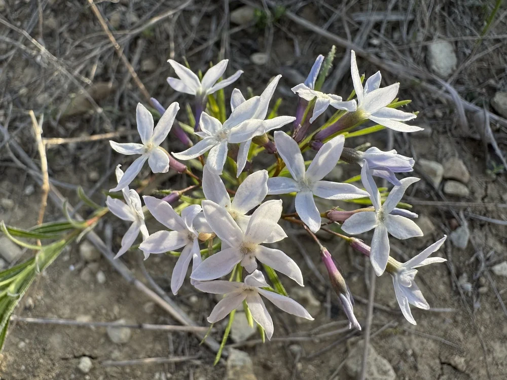   Fringed Bluestar  (Amsonia ciliata) aka:  Texas Slimpod  ( Amsonia ciliata var. texana ) 
