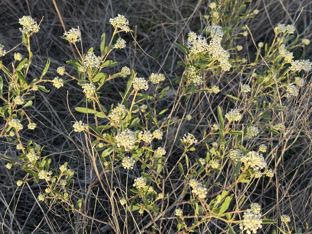   Inland Ceanothus  ( Ceanothus herbaceus ), formerly,  New Jersey Tea . 