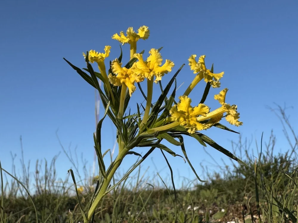 The prescribed burn seems to have increased the quantity of  Narrowleaf Puccoon  ( Lithospermum incisum ) on the Iconic Meadows. 