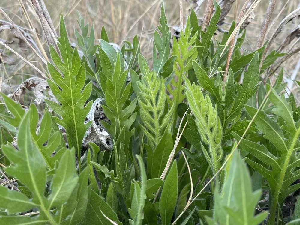   White Rosinweed  ( Silphium albiflorum ), one of the endemic species at Tandy Hills, are coming forth in large numbers on the burned meadows. 
