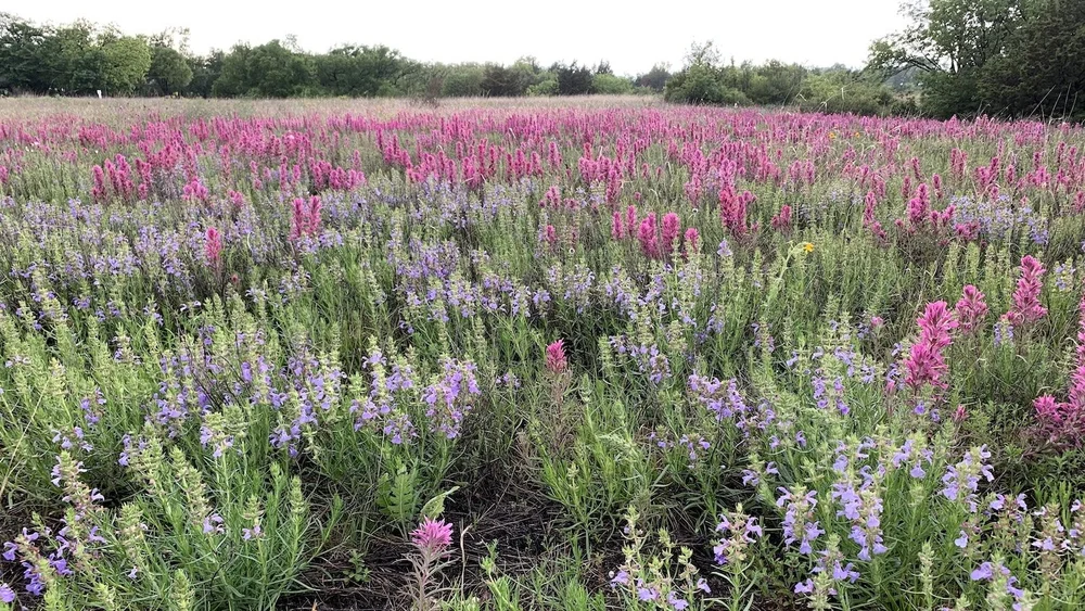   Engelmann’s Sage  and  Purple Paintbrush,  2014 