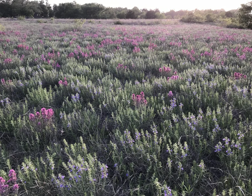  Engelmann’s Sage  and  Purple Paintbrush, 2018  