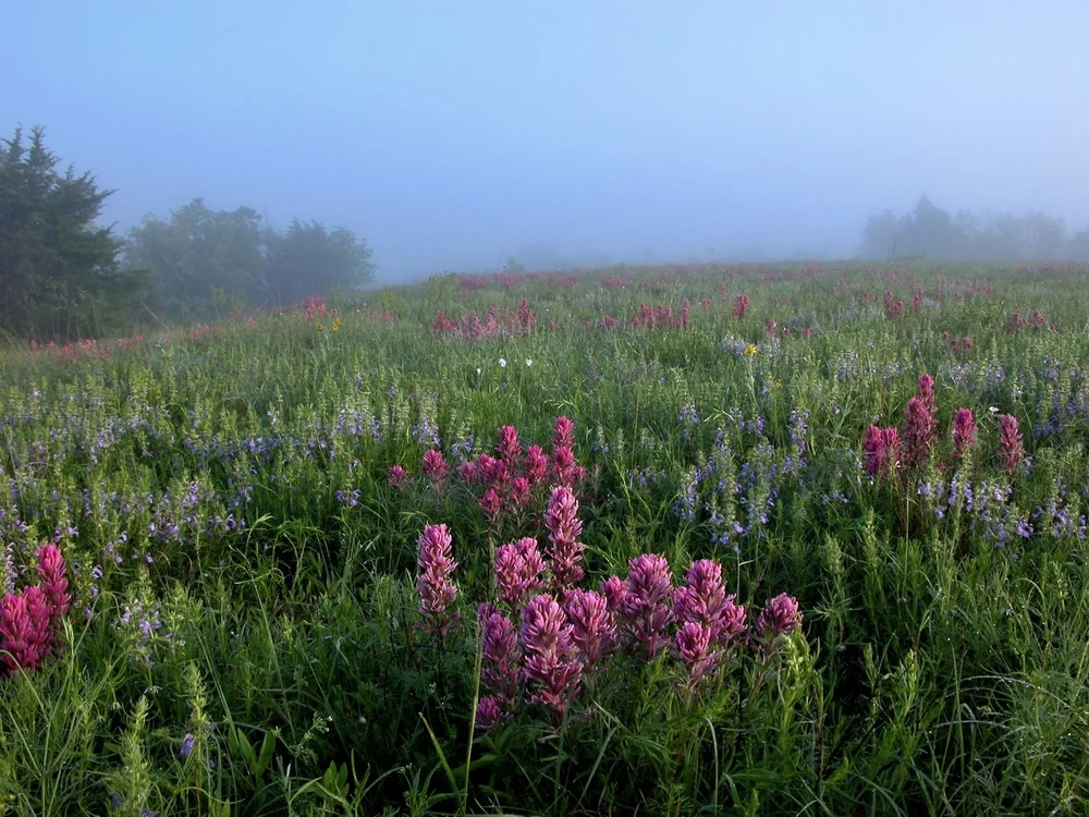   Engelmann’s Sage  &amp;  Purple Paintbrush,  2015 