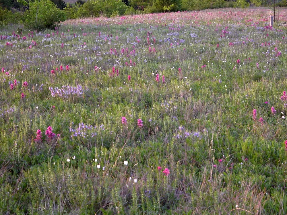   Engelmann’s Sage  &amp;  Purple Paintbrush, with a splash of white Winecups, 2016,  