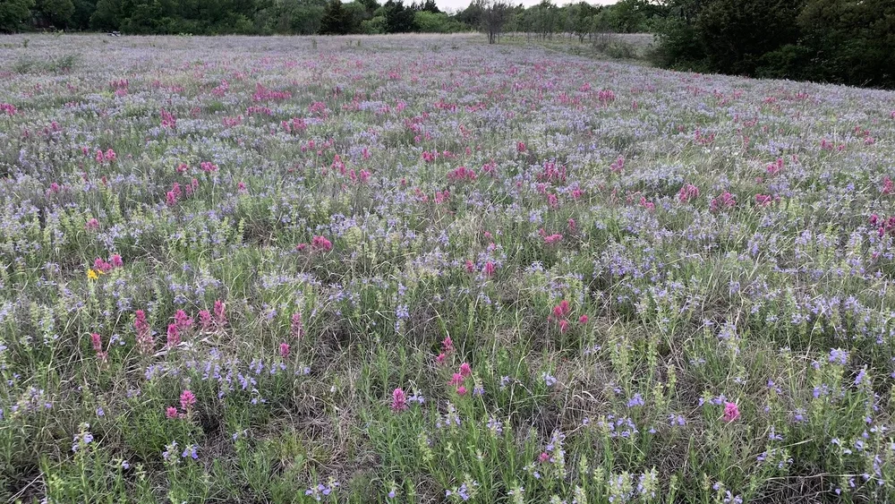   Engelmann’s Sage  &amp;  Purple Paintbrush, 2022  