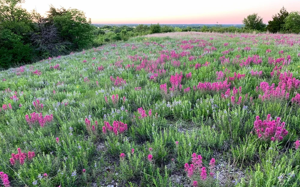   Engelmann’s Sage  &amp;  Purple Paintbrush, 2019  